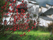 山花好烂漫