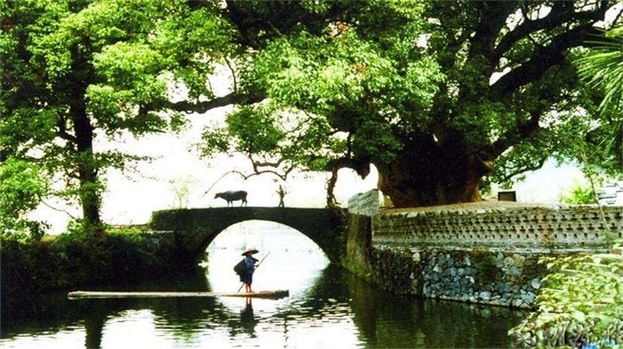 严田古樟.jpg